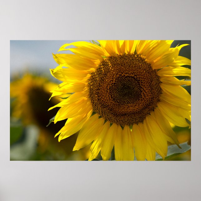 Affiche - Gros plan sur un beau tournesol jaune (Devant)
