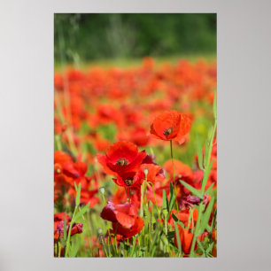 Affiche Gros plan sur un champ de coquelicots, France