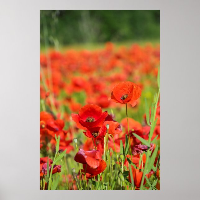 Affiche Gros plan sur un champ de coquelicots, France (Devant)