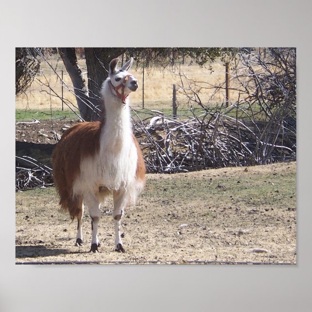 Affiche Gros plan sur un lama en septembre (Devant)