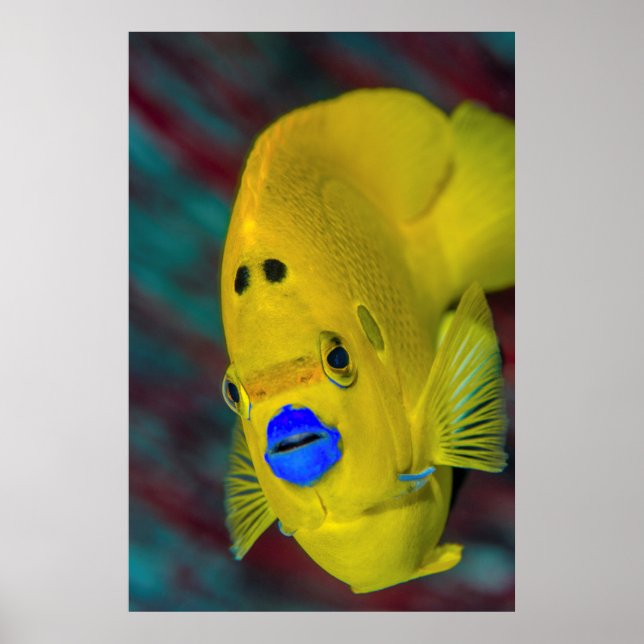 Affiche Gros plan sur un poisson ange (Devant)