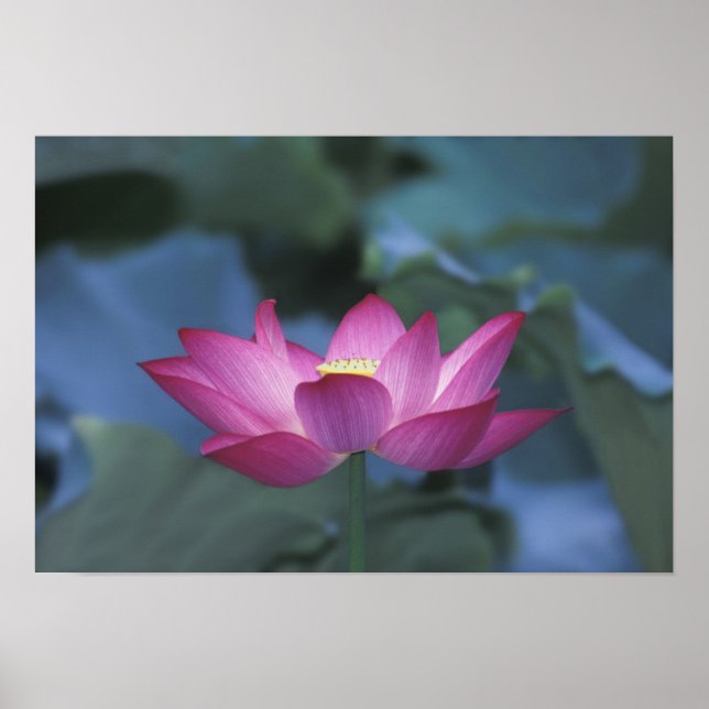 Affiche Gros plan sur une fleur de lotus rouge et des feui (Devant)