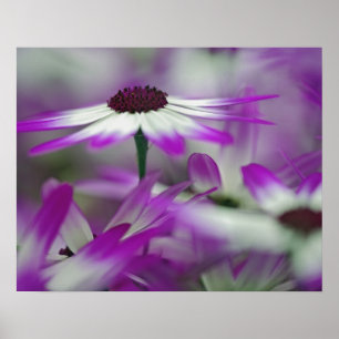 Affiche Gros plan sur une fleur violette, jardin Keukenhof