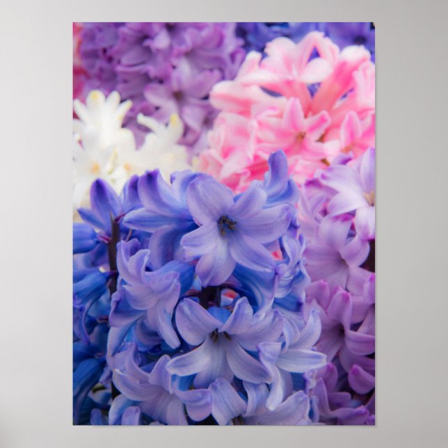Affiche Gros plan sur une plante de jacinthe (Devant)
