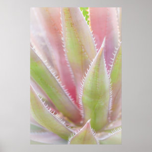 Affiche Gros plan sur une plante de yucca