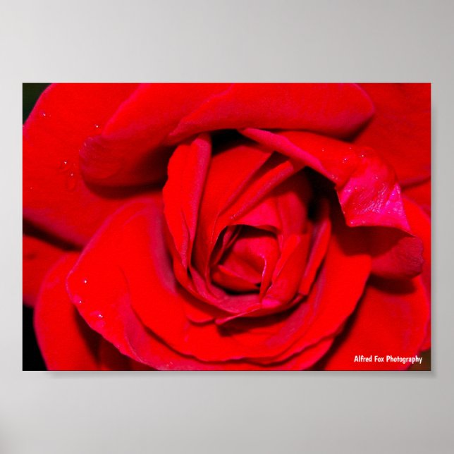 Affiche Gros plan sur une rose rouge (Devant)