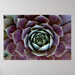 Affiche Gros plan sur une succulente violette