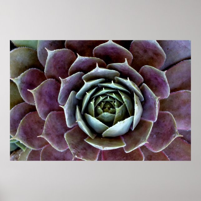 Affiche Gros plan sur une succulente violette (Devant)