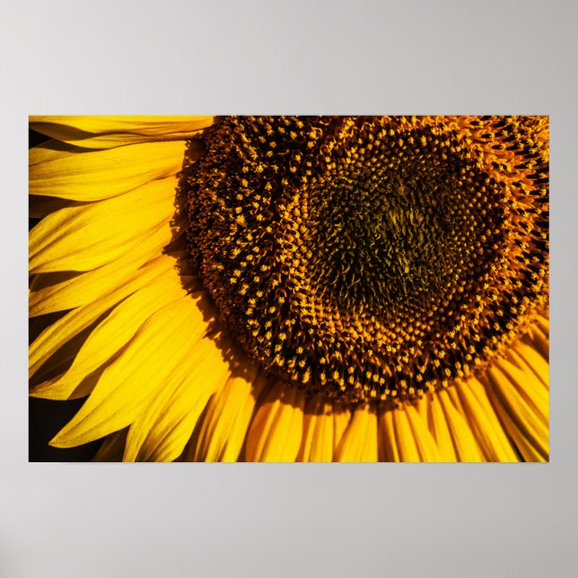 Affiche - Gros plan tournesol (Devant)
