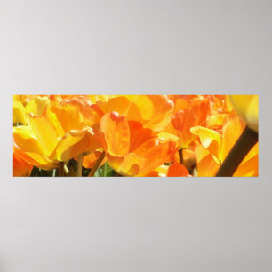 Affiche Gros plan Tulipes orange et jaune