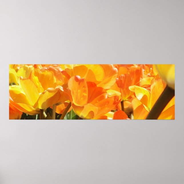 Affiche Gros plan Tulipes orange et jaune (Devant)