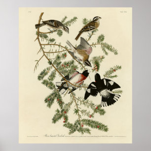 Affiche Grosbeak à poitrine rose, Oiseaux d'Amérique d'Aud