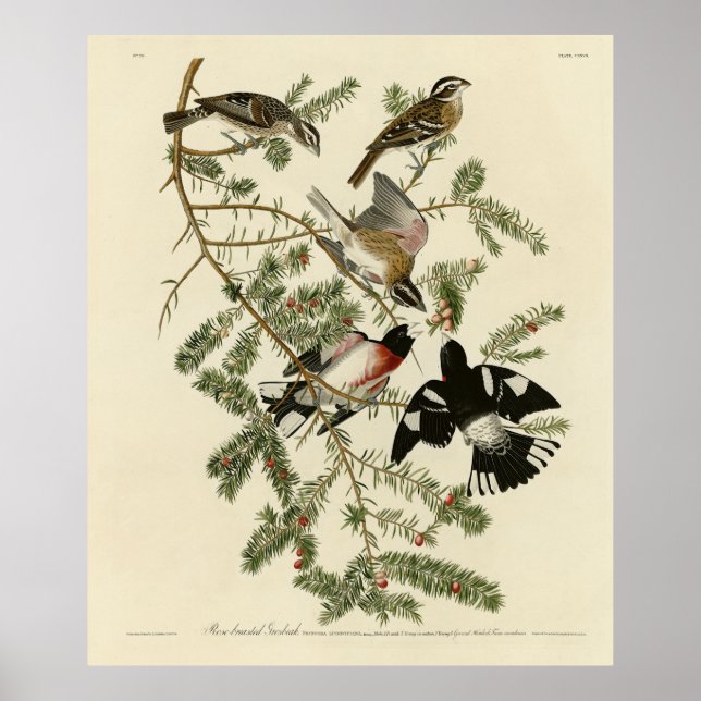 Affiche Grosbeak à poitrine rose, Oiseaux d'Amérique d'Aud (Devant)