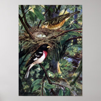 Affiche Grosbeaks à poitrine rose et leur nid d'oeufs