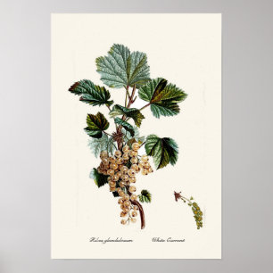 Affiche Groseille blanche