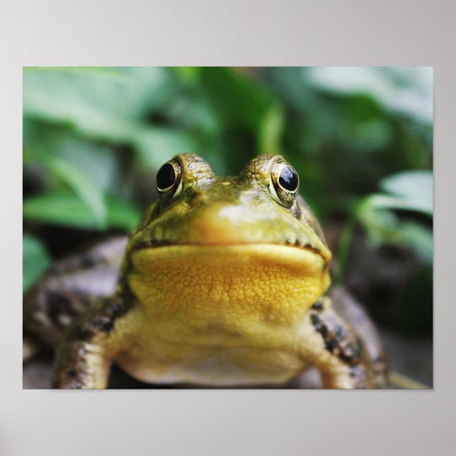 Affiche Groseille Grenouille Vue de Près (Devant)