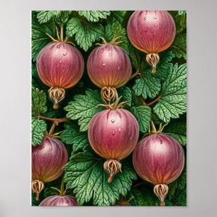 Affiche Groseille nature art