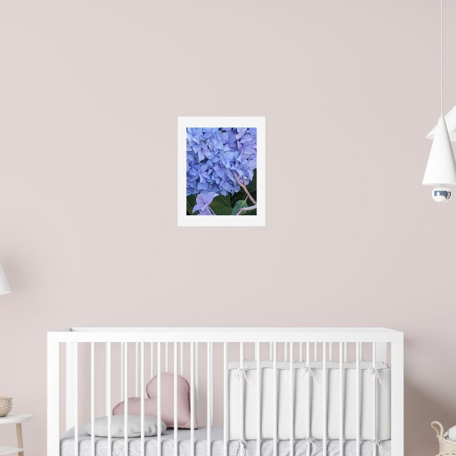 Affiche Grosse Fleur d'Hydrangea à Tête Bleue (Pépinière 2)