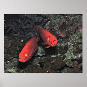 Affiche Grosse 'Ol Pair de Bigeyes