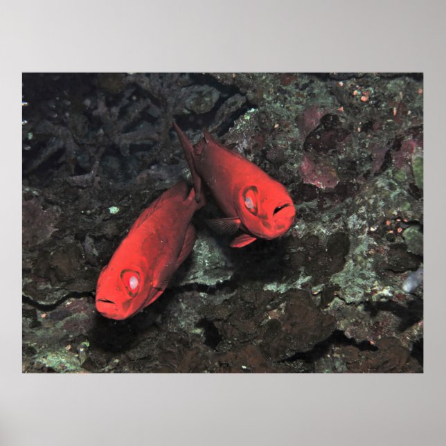 Affiche Grosse 'Ol Pair de Bigeyes (Devant)