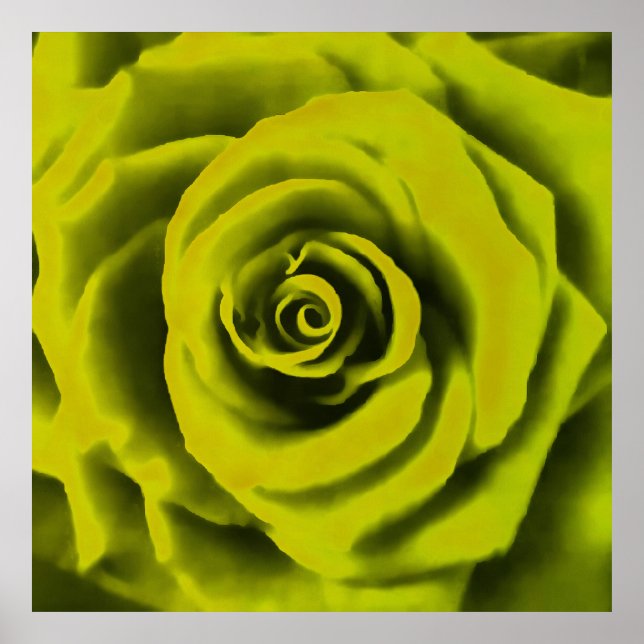 Affiche Grosse rose jaune (Devant)