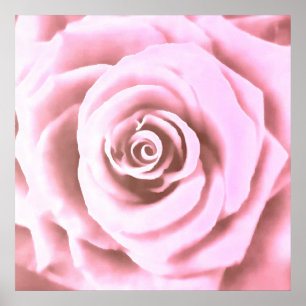 Affiche Grosse rose pâle