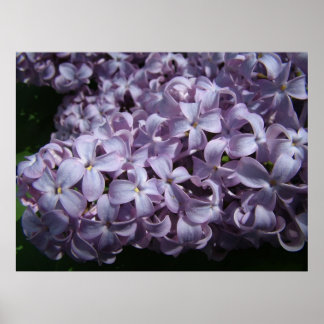Affiche Grosses fleurs de Lilac