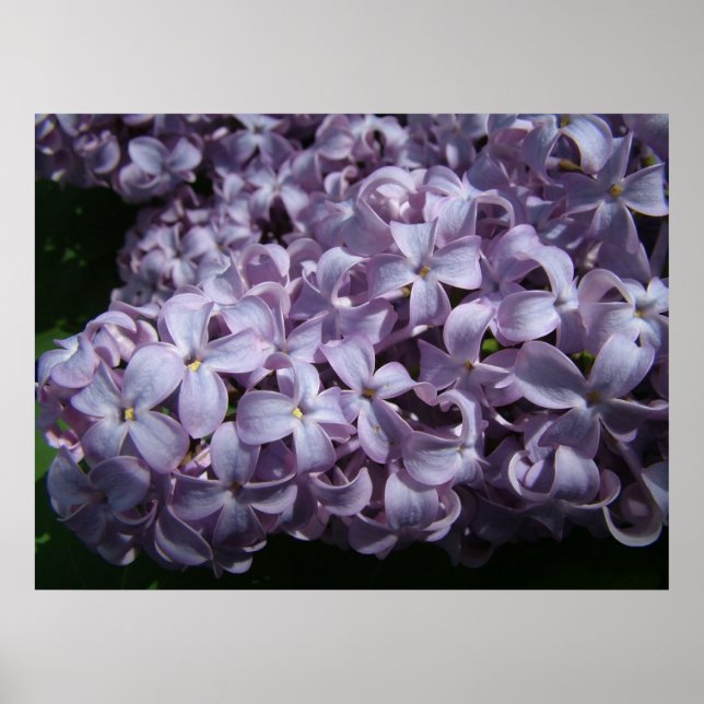 Affiche Grosses fleurs de Lilac (Devant)