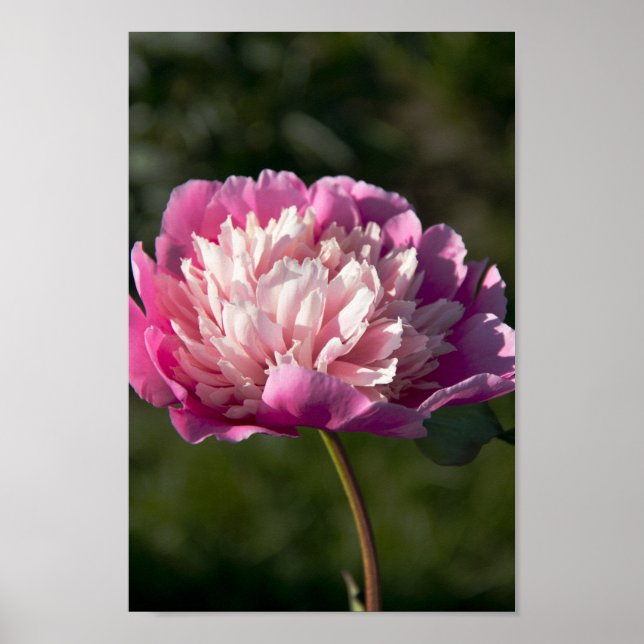 Affiche Grosses fleurs de pivoine rose le jour du printemp (Devant)