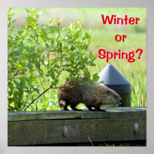 Affiche Groundhog