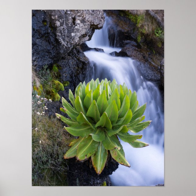 Affiche Groundsel Géant Ou Dendrosenecio 2 (Devant)