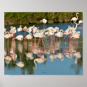 Affiche Group of flamingos in Camargue 