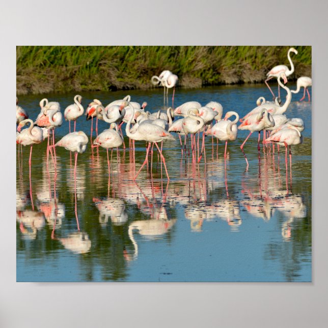 Affiche Group of flamingos in Camargue  (Devant)