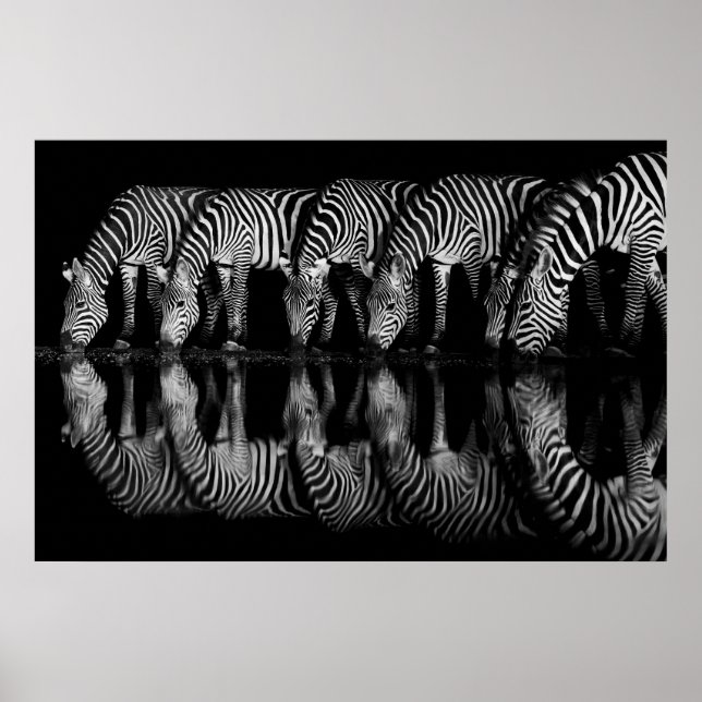 Affiche Group of Plains Zebra Drink Together at Night (Devant)