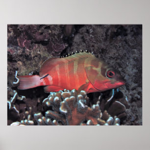 Affiche Groupe Blacktip