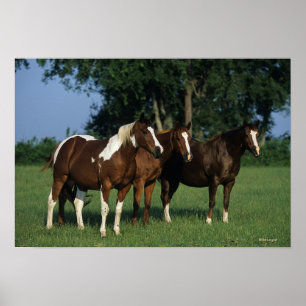 Affiche Groupe de Chevaux de Peinture debout