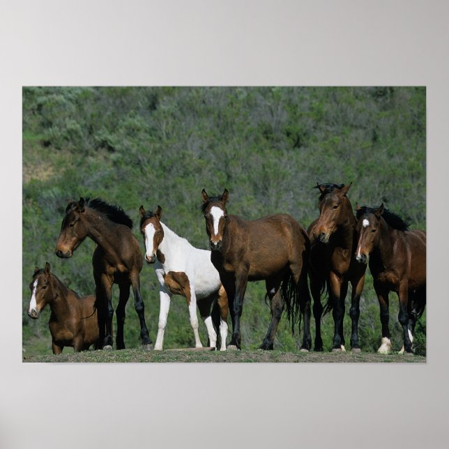 Affiche Groupe de Chevaux sauvages Mustang (Devant)