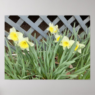 Affiche Groupe de Daffodiles