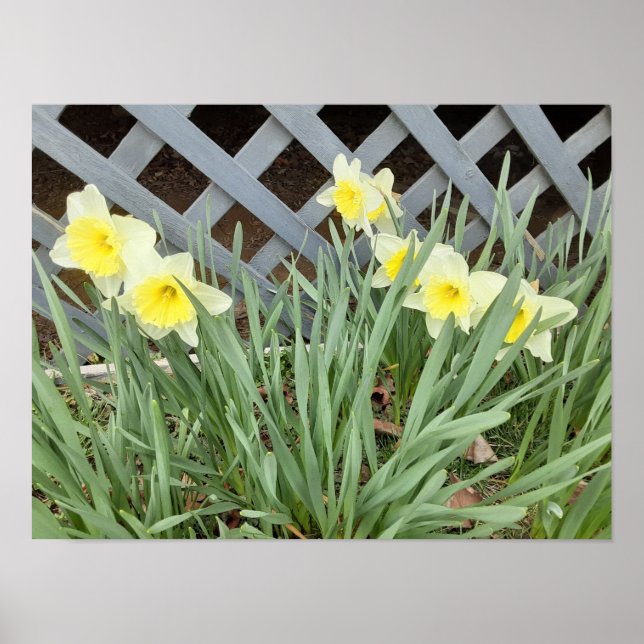 Affiche Groupe de Daffodiles (Devant)