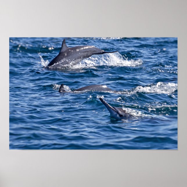 Affiche Groupe de dauphins de goulot - Oman (Devant)