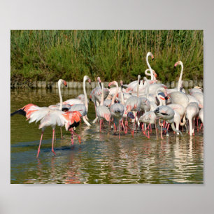 Affiche Groupe de flamants roses en Camargue