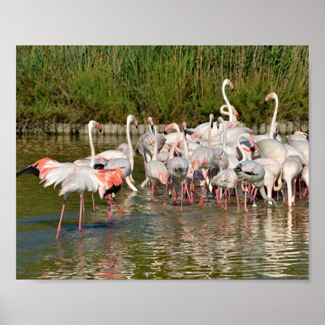 Affiche Groupe de flamants roses en Camargue (Devant)