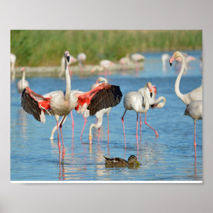 Affiche Groupe de flamants roses en Camargue