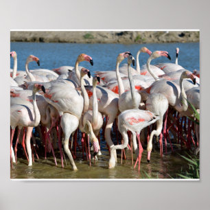 Affiche Groupe de flamants roses en Camargue