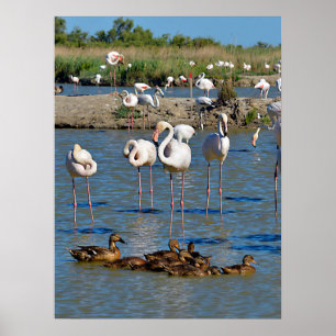 Affiche Groupe de flamants roses et canards en Camargue