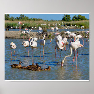 Affiche Groupe de flamants roses et canards en Camargue