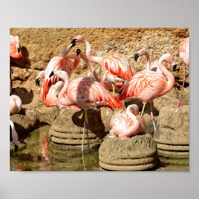 Affiche Groupe de flamants roses et nids en Camargue (Devant)