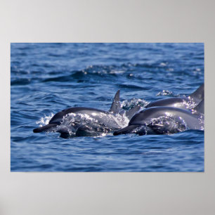Affiche Groupe de grands dauphins
