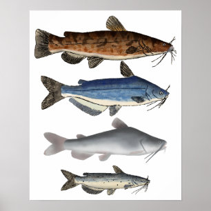 Affiche Groupe de poissons de l'Amérique du Nord