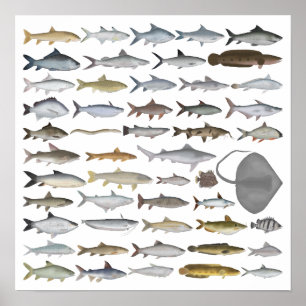 Affiche Groupe de poissons d'eau douce d'Asie du Sud